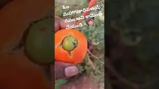 టమాటా పండులో కాయ  పైన గుడి ఆకారం బ్రహ్మంగారు చెప్పినట్లు ఇంకా ఎన్ని చూడాలో      #short#