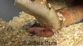 Indian sand boa / Eryx johnii giving birth!