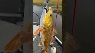 Trick for Bucktail Jigs #trick #tips #jigs #redfish #redfishing #bass #bassfishing #fishing