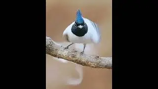 Amazing Nature - Bird In Full Flight #nature #bird #birds #shorts #short