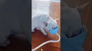 Dog&rsquo;s reaction to farting 🐶🐶 #youtue #funny #dog #haha