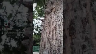La Ceiba o Pochota