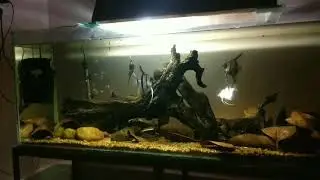 75 gallon Amazon black water setup