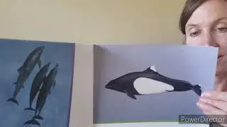 Dolphins and Porpoises