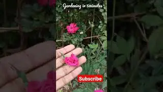 red roses blooming #gardening_in_5minutes