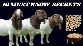 10 MUST KNOW Goat Farming Secrets for Beginners&nbsp;to&nbsp;WIN&nbsp;BIG!