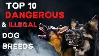 TOP 10 | DANGEROUS AND ILLEGAL DOG BREEDS | DOGS COLLECTIVE