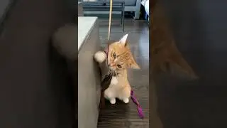 Cute cat playing in Catcade , Chicago