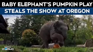 Ogr&oacute;d Zoologiczny w Oregonie | Słoniątko gra w piłkę nożną dynią i zdobywa serca w ogrodzie zoolo...