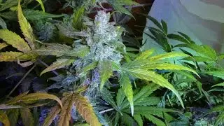 S1:E10 Harvest day Incredible Bulk Auto