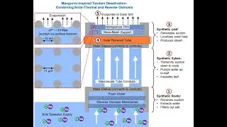 Mangrove-Inspired Tandem Desalination: Combining Solar-Thermal and Reverse Osmosis