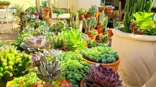 Pouco Espaço? Lindo jardim/Muitas espécies/sol e chuva/Material reutilizado