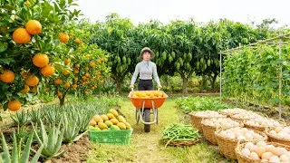 Harvest, Sell, Cook: Oranges, Aloe Vera, Green Mango, Green Beans, Eggs - Farm Life.