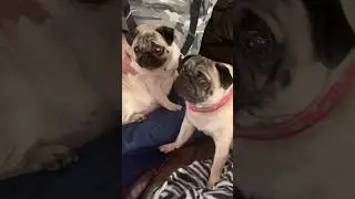 Bailey and poppy love barks