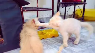 The FUNNIEST Cat Videos of the year! 🤣