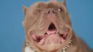 Exercising Your American Bully: Tips & Requirements