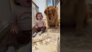 Toddler Denies Flour Mess While Dog&rsquo;s Guilt Says It All 😂🐶