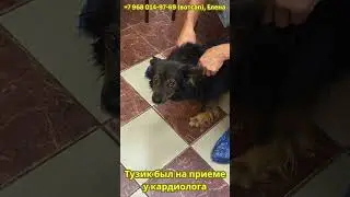 Тузику из отлова нужна помощь на лечение! #собакадруг #помощь #dogrescue #накормисобаку #dog