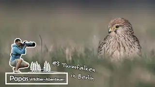 Folge 3 - Turmfalken in Berlin