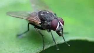 common housefly