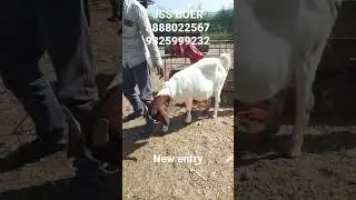 JSS BOER GOAT FARM AURANGABAD 8888022567