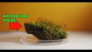 Waterbears Have Sharp Claws