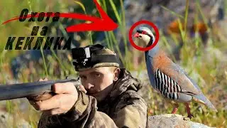 Удачная Охота На КЕКЛИКА | Норму Выполнил | Ружье ТОЗ-БМ16 | Охота На Каменную Куропатку