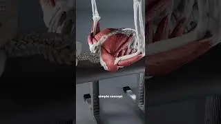 The bench press! #anatomy #anatomyexplained #benchpress
