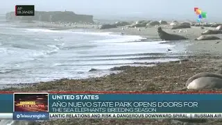 United States, A&ntilde;o Nuevo state park opens doors for the sea elephants' breeding season
