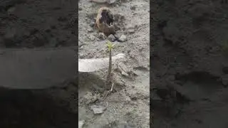 Seeds Germination Process🥭Mango . #organic #nature #shorts #shortvideo #satisfying #germination #4k