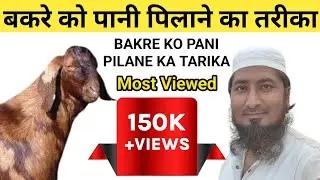 Bakre ko Pani pilane ka tarika||बकरे को पानी पिलाने का तरीका||#bakra #sojat #sojatbakra #sirohibakra