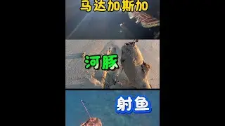 马达加斯加每天忙的我不亦乐乎，早起去海边搞点不要钱的海货，然后去射鱼回来做饭再喝几瓶，时间不够用全是开心与快乐，超大刺豚，大鲳鱼跑了可惜了，再捡几个蜘蛛贝海螺足以，智商也涨了知道拿鱼换东西了，两条小