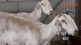 best afghan sheep names 😎😎🤞🤟