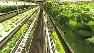 Sustainitech GEN4 Containerized Vertical Indoor Farm Timelapse