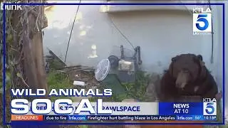Altadena bear refuses to leave homeowner's crawl space | Wild Animals SoCal