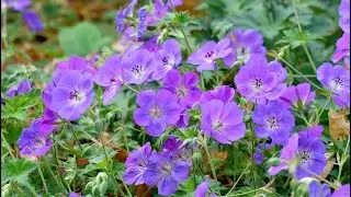 17 Vibrant Perennials That Bloom All Summer for a Colorful Garden