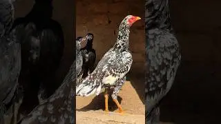 Pakistani aseel hen #aseelmurga #hen