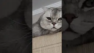 #guitar #fingerstyle #guitarcover #music #gitar #cat #веселыекоты #purplecat #кот #видосыоткота