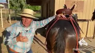 Mule Britchen Hip Plate Size and Placement