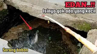 EDAN..!! MANCING DI GORONG GORONG DEPAN RUKO || PEMANCING PANEN NILA BABON