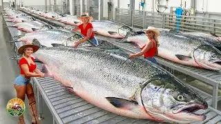 How Millions of Atlantic Salmon Are Raised and Processed  - Salmon Processing in Fish Factory