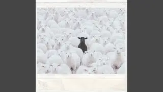Black Sheep