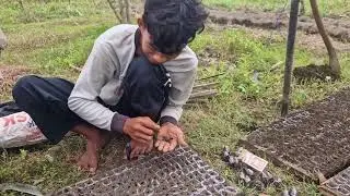 FARMERS' PROCESS OF PLANTING WATERMELON SEEDS IN SPOTTING TRAY USING BARE HANDS!-agriculture modern
