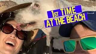 Old English Sheepdog at the Beach⎢Ed&Mel