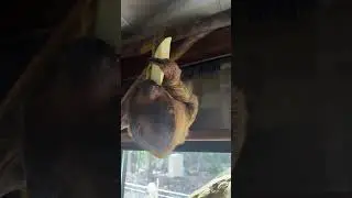 Solitary #Sloths: Insights with Jeremy 🦥