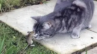 When Your Cat Is Obsessed With His Tiny Love Mouse