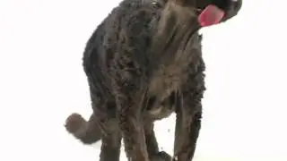 Fur Cakes - Raven - Devon Rex Kat