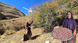 🏔️🥜 From Wild Pistachios to Red Barberries 🍇: Kolsoom&rsquo;s Healing Journey for Gordo 💊