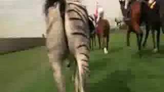 Racing Stripes