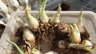 रजनीगंधा के बल्ब को कैसे सुरक्षित करें /How To Save Rajnigandha Tuber